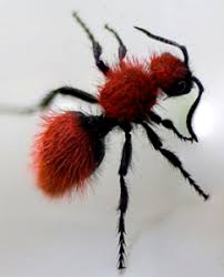 Colorful Velvet Ants Only Look Cuddly Colonial Pest Control