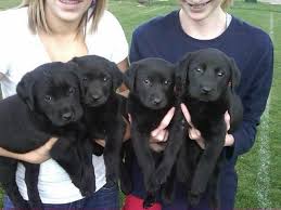Beautiful akc golden retriever puppies. Beautiful Golden Retriever Lab Mix Puppies For Sale In Boring Oregon Classified Americanlisted Com