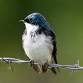 Lafayette Birds! First Sunday Bird Watching — Boulder County Audubon