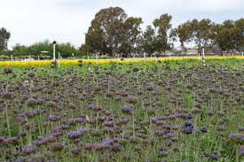 Image result for Cuviera semseii