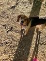 Female beagle... - Huntington Cabell Wayne Animal Shelter | Facebook