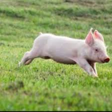 I Ll Take 20 Cute Pigs Pet Pigs Baby Pigs