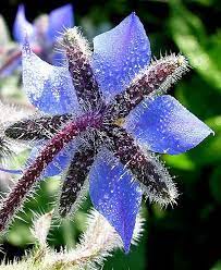 Borage W Dew Cicekler Pinterest Flower Essences Flowers Borage