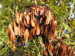 Check spelling or type a new query. Grow An Ash Tree From Seed An Easy To Follow Guide From Tcv