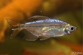 Alestopetersius Caudalis Yellow Tailed Congo Tetra Petersius Xenurus Hemigrammopetersius Caudalis Seriously Fish