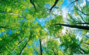 Nah, di setiap peristiwa yang terjadi di sekitar kita ini, tentunya tidak terjadi begitu saja bukan? Pengertian Lingkungan Menurut Para Ahli Dan Definisinya Lengkap