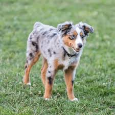 Photo blue merle australian shepherd puppy standing. Mini Aussie Colors Merle Solid Colored More