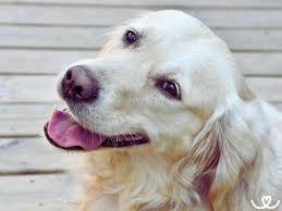 Image result for zlatý retrívr