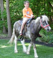 Nj Traveling Petting Zoo With Farm Animals And Pony Rides Too For Any Event Where Children Will Be Such As Birthday Parties A Pet Travel Zoo Animals Pony Rides