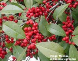 Pink or deep purple single blossoms appear in early spring and are followed by juicy and tart berries that resemble the blackberry in every way except fruit. Types Of Red Berries That Grow On Trees Or Shrubs Identification Guide