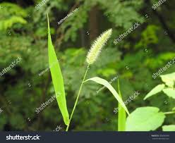 Image result for Setaria viridis