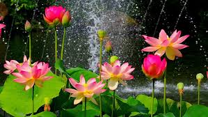 Maybe you would like to learn more about one of these? Bee Garden Organic Pink Lotus Flower Seeds Pack Of 10 Seeds Growing Lotus Brings Positive Vibrations According To Vaastu Shastra Buy Online In Samoa At Samoa Desertcart Com Productid 76844555
