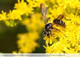 Image result for Nidorella auriculata