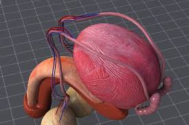 Human Male Reproductive Anatomy Ad Anatomy Complete Color Reproductive Ad Human Male Human Male