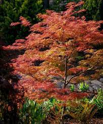 Baldsmith Japanese Maple Japanese Maple Japanese Maple Tree Acer Palmatum