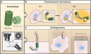What is the role of cilia and flagella. Centrioles Centrosomes And Cilia In Health And Disease Cell
