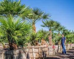 Image of palm trees in Houston