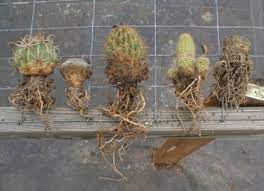 Plant in full sun, any well drained soil, deep infrequent water once established. Cactus Roots Grow Deep Cactus Jungle