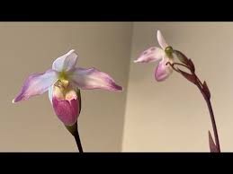 Image result for Angraecum conchiferum