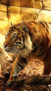 Angry Tiger Wallpaper Animated Tiger Wallpaper Golden Tiger Wallpaper Tiger Aesthetics Tiger Wallpaper Live Wallpapers Animals