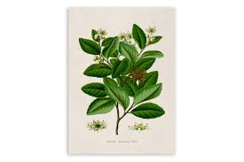 Image result for Quillaja saponaria