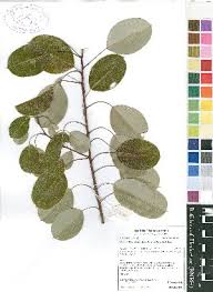 Image result for Ozoroa longipes