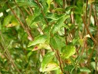 Image result for Tinnea antiscorbutica