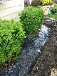 Check spelling or type a new query. Put Rabbit Fencing Down To Keep The Dogs Out Of Your Landscape Dog Landscaping Outdoor Design Backyard