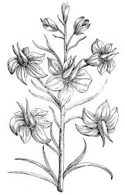 Black And White Drawing Larkspur Flower Google Search Larkspur Flower Larkspur Tattoo Larkspur Flower Tattoos