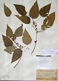 Image result for Acalypha polymorpha
