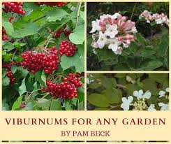 Leaves are a pretty important part of a plant. Black Gold Viburnums For Any Landscape Spring Summer Fall Winter