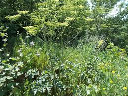 Image result for Heracleum