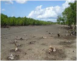 Image result for Synadenium pereskiifolium