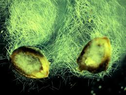 Image result for Trigonella anguina