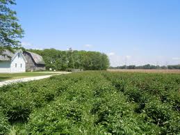 We offer unique, local products and a distinctive approach to design and service. Episode 420 Pamela Parker Of Jp Parker Flowers On Combining Full Service Retail Event Florals With An Indiana Flower Farm Plus Our State Focus Oklahoma Debra Prinzing