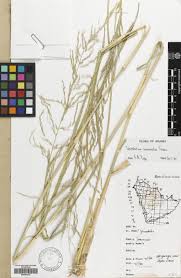 Image result for Sporobolus consimilis