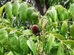 Image result for Juglandaceae