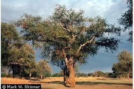 Image result for Faidherbia albida