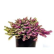 Annual flowers for sale calgary. Landscape Basics 1 Gal Flowering Heather The Home Depot Canada