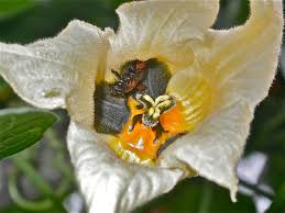 Image result for Momordica pterocarpa