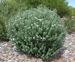 Check spelling or type a new query. Grey Box Westringia Is A National Finalist For The 2015 Nursery Garden Awards Australian Native Plants Hedging Plants Garden Shrubs