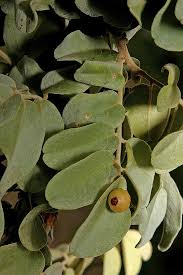 Image result for Dalbergia nitidula