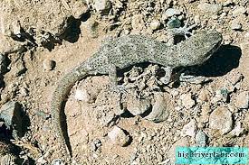 Nama sainsnya ialah pycnonotus squamatus. Gecko Yang Kuat Kadal Kecil Vertebrat