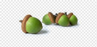Free for commercial use no attribution required high quality images. Cashew Tree Acorn Nut Hazelnut Oak Food Fruit Seed Walnut Tannin Acorn Nut Hazelnut Png Pngwing