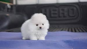 A fair warning when buying a pomeranian puppy: Cute Pomeranian Teacup Puppies Compilation Youtube