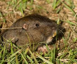 Provider of pest management services. Gopher Control Major League Pest Control Vista