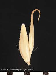 Image result for Holcus