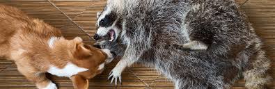 Raccoon are omnivorous and opportunistic carnivores. Raccoons Vs Dogs Are Raccoons A Real Threat To Your Dog