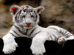 This hd wallpaper is about tiger, puppy, cute, hug, cub, original wallpaper dimensions is 3840x2160px, file size is 735.49kb. Free Download White Tiger Cubs Wallpaper Cute Wallpapers Gallery 1280x960 For Your Desktop Mobile Tablet Explore 71 White Tiger Cubs Wallpaper Tiger Wallpaper Hd Cubs Win Wallpaper Tigers Wallpapers For Desktop