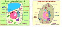 Maybe you would like to learn more about one of these? Ap Bio Plant Vs Animal Cell Diagram Quizlet